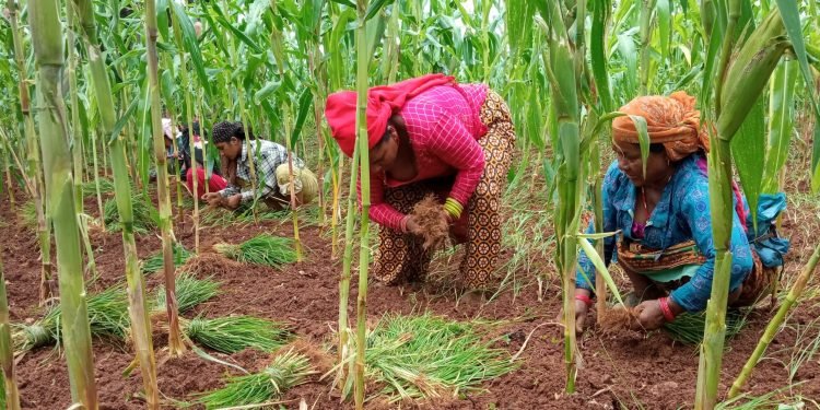 गाउँमा कोदो खेती घट्दै, सहरमा महत्व बढ्दै