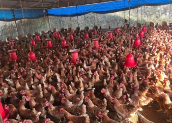 व्यावसायिक तालिमले विपन्न महिलालाई बनायो आत्मनिर्भर