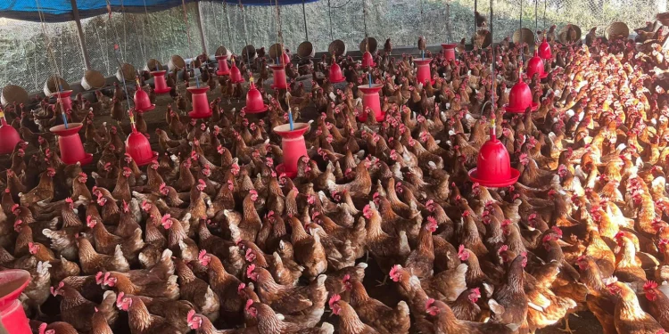 व्यावसायिक तालिमले विपन्न महिलालाई बनायो आत्मनिर्भर