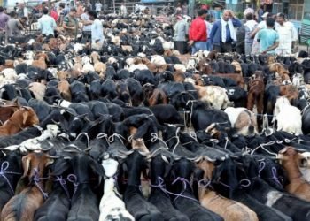 थापाथलीमा जिउँदो खसी प्रतिकेजी ६७०, च्याङग्रा १२ सय ६० रुपैयाँ