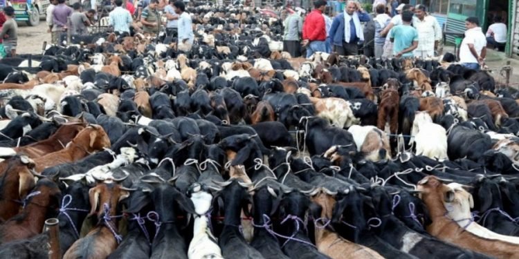 थापाथलीमा जिउँदो खसी प्रतिकेजी ६७०, च्याङग्रा १२ सय ६० रुपैयाँ