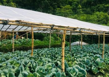 सिद्धार्थ राजमार्ग तरकारी पकेट क्षेत्र तथा सङ्कलन केन्द्रमा जोडिँदै कृषक