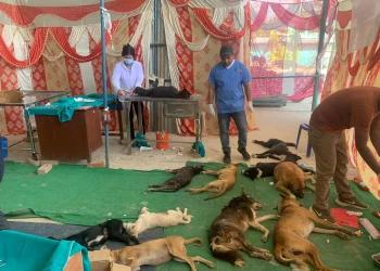 काठमाडौँका करिब छ हजार सामुदायिक कुकुरको बन्ध्याकरण गरिने
