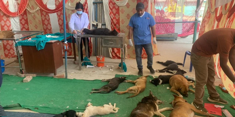 काठमाडौँका करिब छ हजार सामुदायिक कुकुरको बन्ध्याकरण गरिने