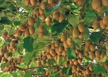 पर्यटकीय क्षेत्रमा फस्टाउँदै किवी खेती