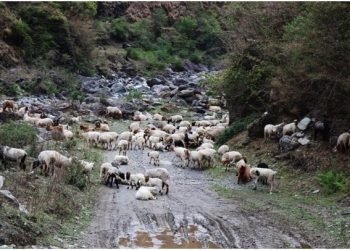 लेकमा चिसो बढेपछि बेसी झर्न थाले भेडीगोठ