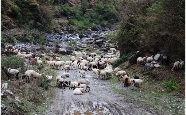लेकमा चिसो बढेपछि बेसी झर्न थाले भेडीगोठ