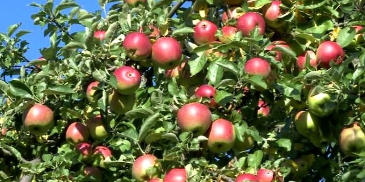 उपभोक्ताको पहिलो रोजाइमा मुस्ताङको स्याउ