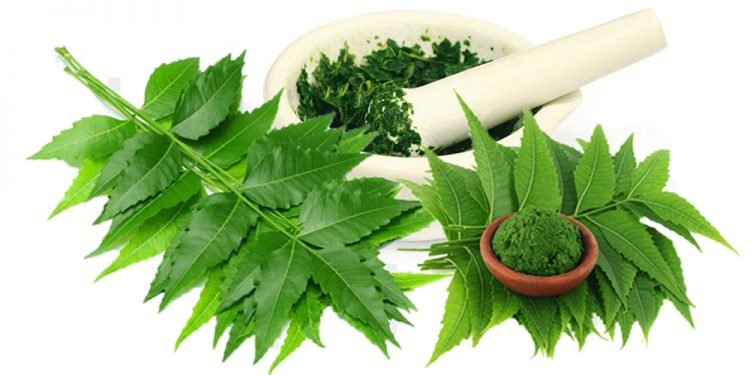 यस्ता छन् निमको पातका अचुक फाइदा