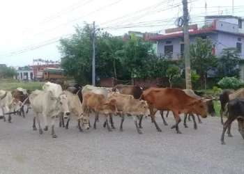 आज विश्व पशु दिवस, विभिन्न कार्यक्रमका साथ मनाइँदै