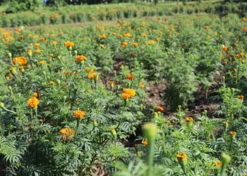 देवचुलीमा सामूहिक पुष्प खेती