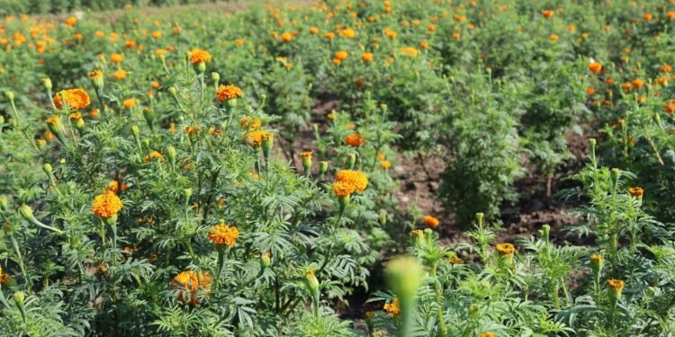 देवचुलीमा सामूहिक पुष्प खेती