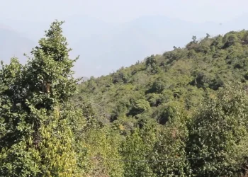 दुर्लभ चराको बासस्थान बन्दै रेसुङ्गा‐मदाने वन