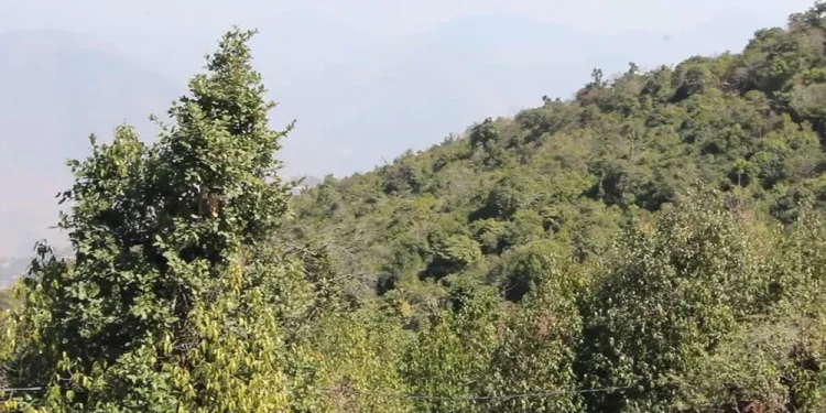 दुर्लभ चराको बासस्थान बन्दै रेसुङ्गा‐मदाने वन