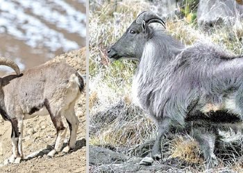 आठ नाउर, चार झारल र आठ बँदेलको सिकार अनुमति