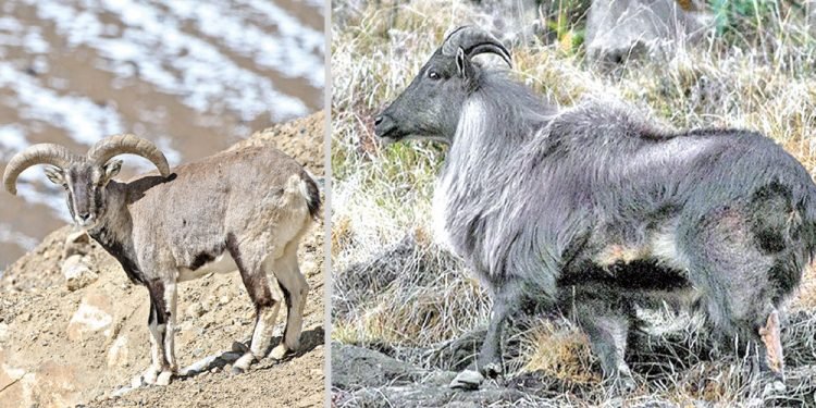 आठ नाउर, चार झारल र आठ बँदेलको सिकार अनुमति