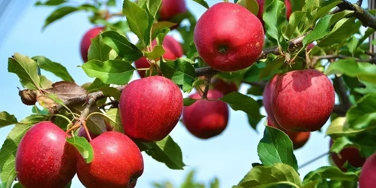 मनाङको स्याउ मनाङमै खपत