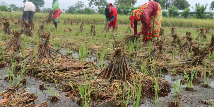 वर्षाले चितवनका धानबालीमा क्षति