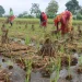 वर्षाले चितवनका धानबालीमा क्षति