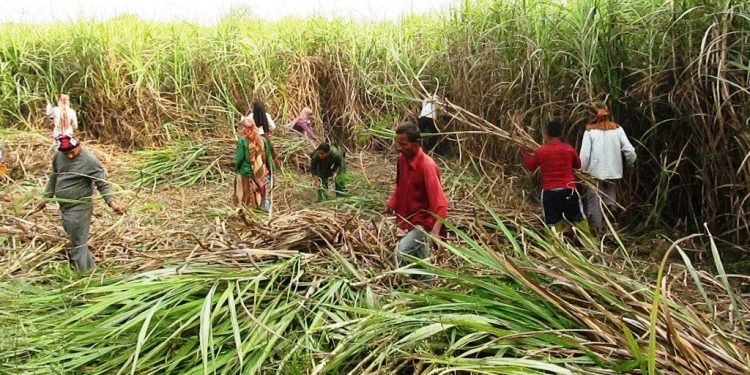 उखु किसानले अनुदानबापतको २९ करोड पाएनन्