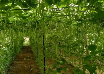 सिद्धार्थ राजमार्ग तरकारी पकेट क्षेत्र तथा सङ्कलन केन्द्रमा जोडिँदै कृषक
