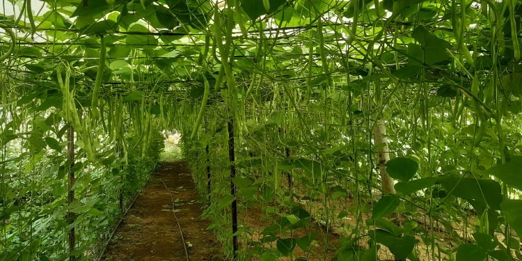 सिद्धार्थ राजमार्ग तरकारी पकेट क्षेत्र तथा सङ्कलन केन्द्रमा जोडिँदै कृषक