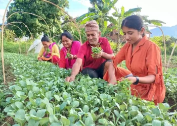 पाल्पामा बिरुवा उत्पादनले बदलिएको पहिचान