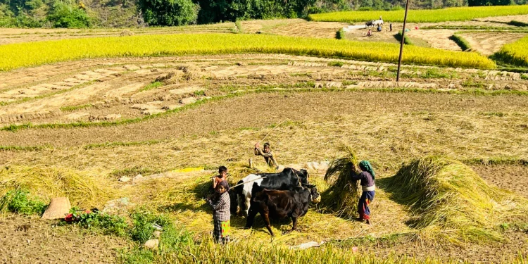 तनहुँमा धान उत्पादन क्षेत्र घट्दै