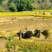 तनहुँमा धान उत्पादन क्षेत्र घट्दै