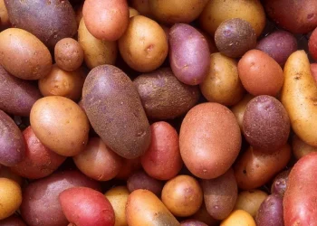 बङ्गलादेशमा आलुको मूल्य वृद्धि रोक्न विदेशबाट आलु आयात गरिने