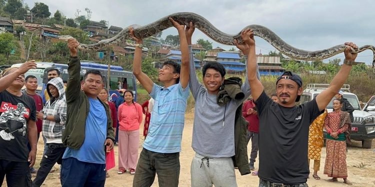 तनहुँमा चार मिटर लामो अजिंगर फेला