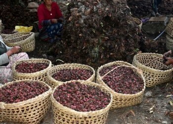 बर्सेनि लाखौँको अलैँची बेच्छन् बरेङका किसान