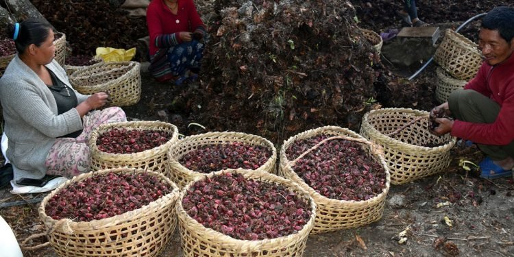 बर्सेनि लाखौँको अलैँची बेच्छन् बरेङका किसान