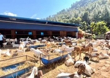 जन्मथलोमा तीन करोड लगानीमा बाख्रा फार्म सञ्चालन
