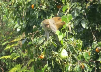 किसानलाई मल बीउभन्दा बाँदर आतंक समस्या