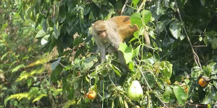 किसानलाई मल बीउभन्दा बाँदर आतंक समस्या