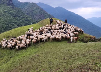 ६ दशकदेखि भेडा पाल्दै आएका किसान भन्दछन्, ‘कृषि अनुदान भन्ने थाहा छैन’