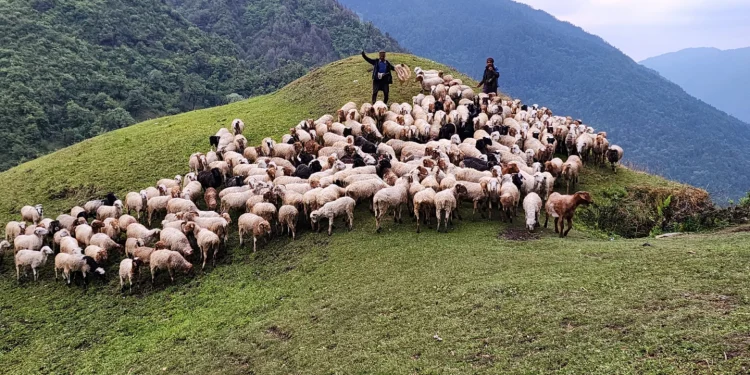 ६ दशकदेखि भेडा पाल्दै आएका किसान भन्दछन्, ‘कृषि अनुदान भन्ने थाहा छैन’