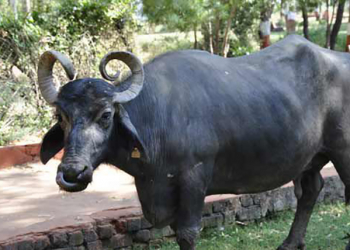 भैँसीसित मोटरसाइकल ठोक्किँदा एक जनाको मृत्यु