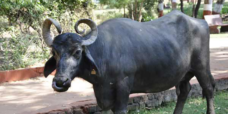 भैँसीसित मोटरसाइकल ठोक्किँदा एक जनाको मृत्यु