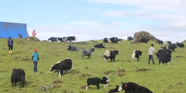 चौँरी बिक्री नहुँदा सास्ती