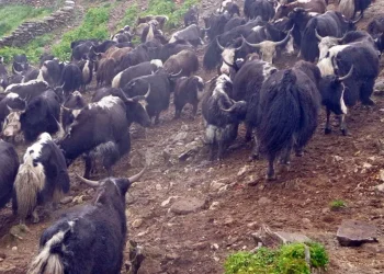चरन क्षेत्र नहुँदा चौँरी पालक किसानलाई समस्या
