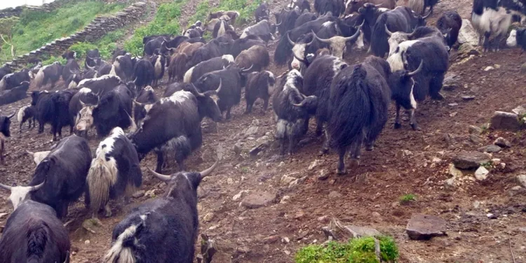 चरन क्षेत्र नहुँदा चौँरी पालक किसानलाई समस्या