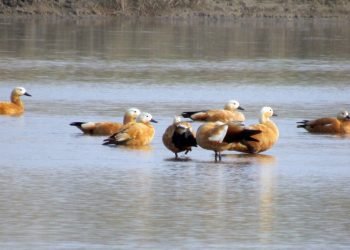 जाडो छल्न आइपुगे विभिन्न देशका ‘पाहुना’ चरा