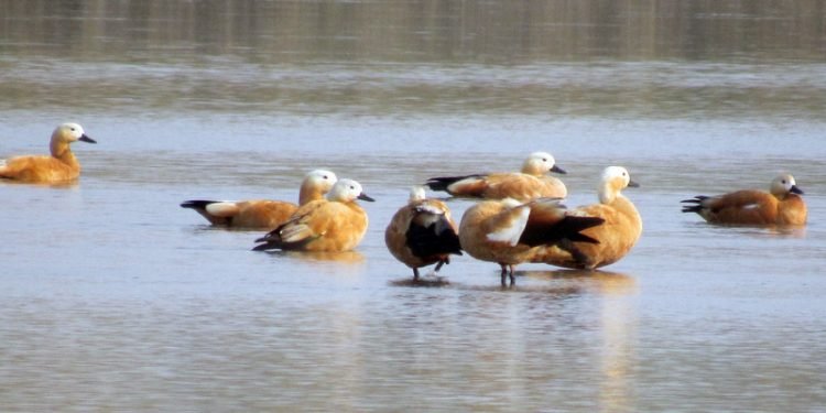 जाडो छल्न आइपुगे विभिन्न देशका ‘पाहुना’ चरा