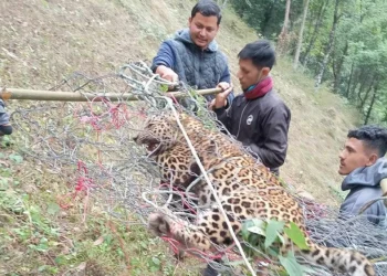 अर्घाखाँचीमा पासोमा परेर मर्‍यो ३१ किलोको चितुवा