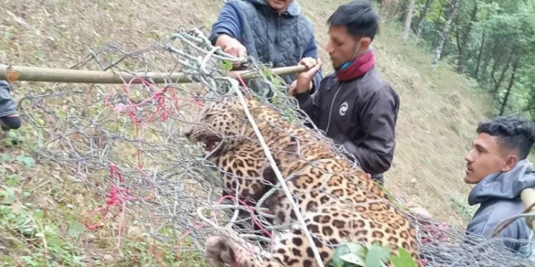 अर्घाखाँचीमा पासोमा परेर मर्‍यो ३१ किलोको चितुवा
