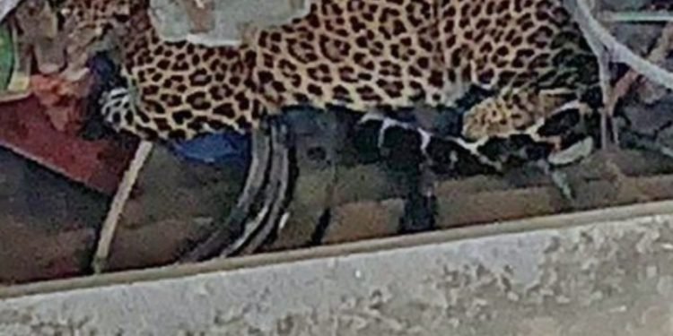 नियन्त्रणमा लिइयो भक्तपुरमा भेटिएको चितुवालाई