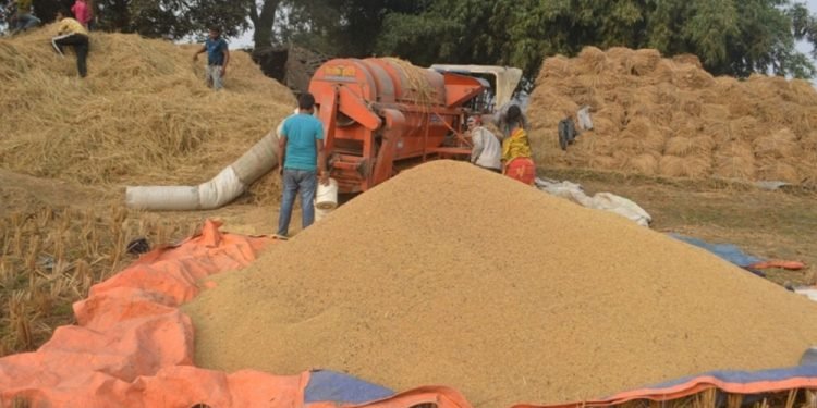 सर्लाहीमा धान उत्पादन घट्यो