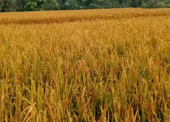 मोरङका किसानलाई धान भित्र्याउन चटारो